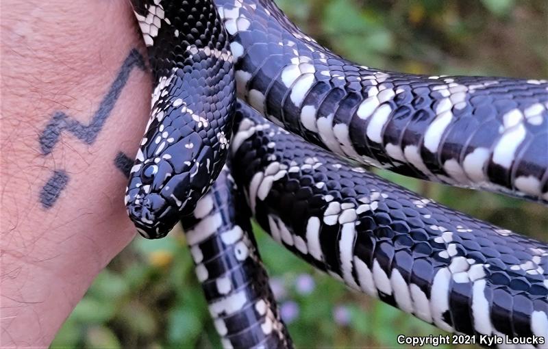 Eastern Kingsnake (Lampropeltis getula getula)