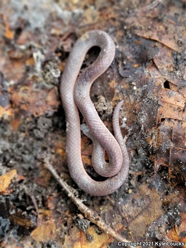 Eastern Wormsnake (Carphophis amoenus amoenus)