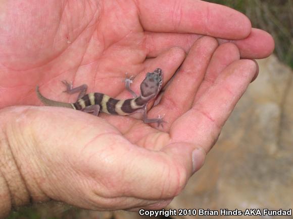 San Diego Banded Gecko (Coleonyx variegatus abbotti)