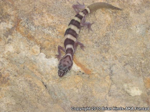 San Diego Banded Gecko (Coleonyx variegatus abbotti)