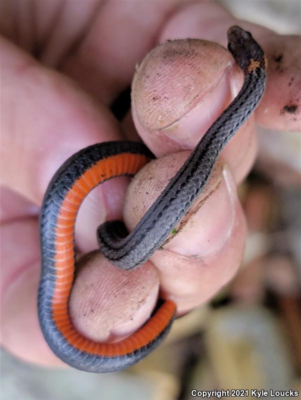 Northern Red-bellied Snake (Storeria occipitomaculata occipitomaculata)