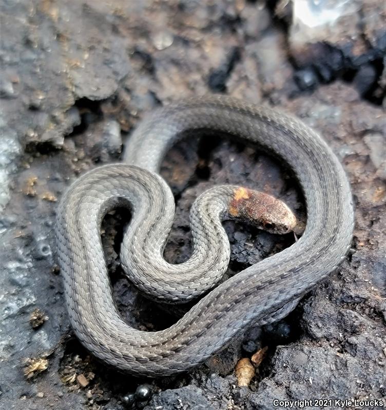 Northern Red-bellied Snake (Storeria occipitomaculata occipitomaculata)