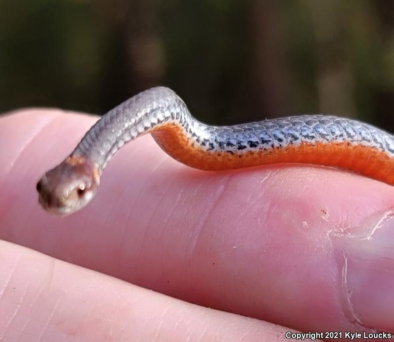 Northern Red-bellied Snake (Storeria occipitomaculata occipitomaculata)