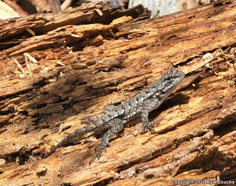 Eastern Fence Lizard (Sceloporus undulatus)