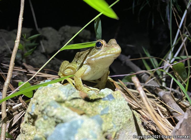 Green Frog (Lithobates clamitans)