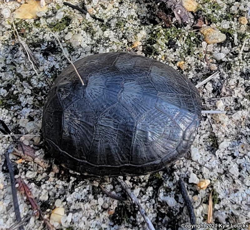 Eastern Mud Turtle (Kinosternon subrubrum subrubrum)