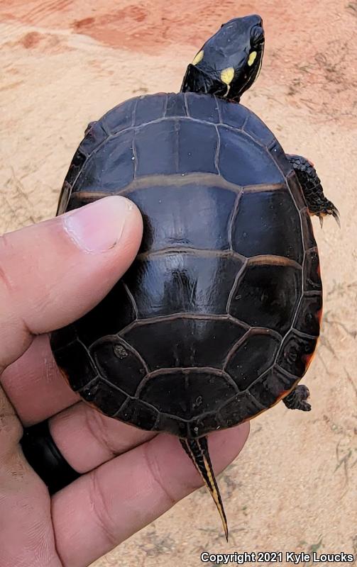 Eastern Painted Turtle (Chrysemys picta picta)