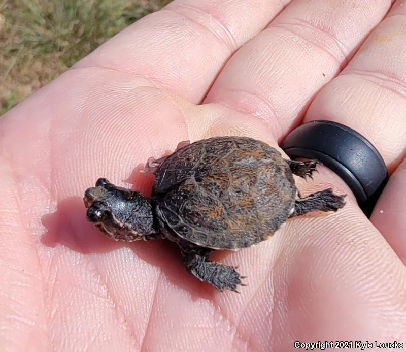 Eastern Musk Turtle (Sternotherus odoratus)