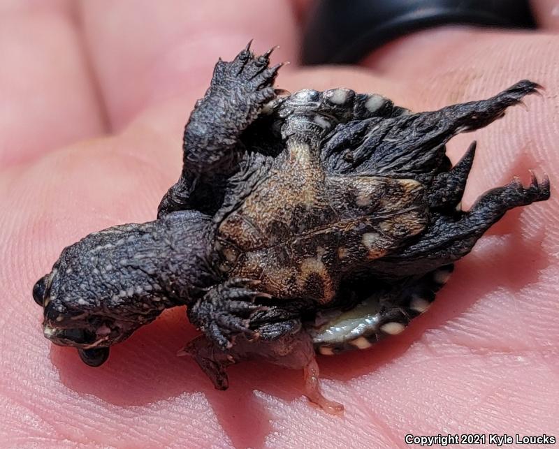 Eastern Musk Turtle (Sternotherus odoratus)