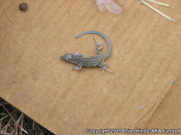 California Whiptail (Aspidoscelis tigris munda)