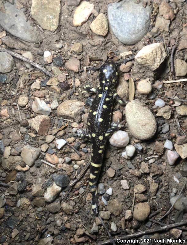 California Tiger Salamander (Ambystoma californiense)