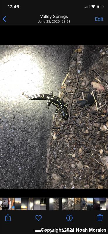 California Tiger Salamander (Ambystoma californiense)