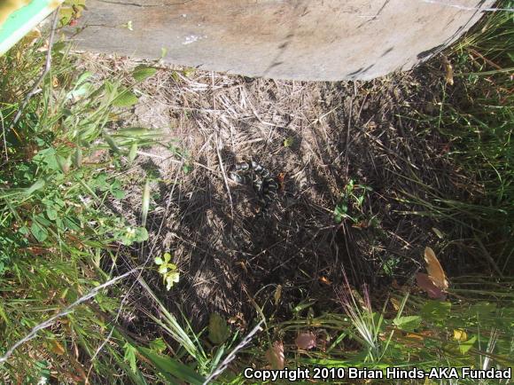 California Kingsnake (Lampropeltis getula californiae)