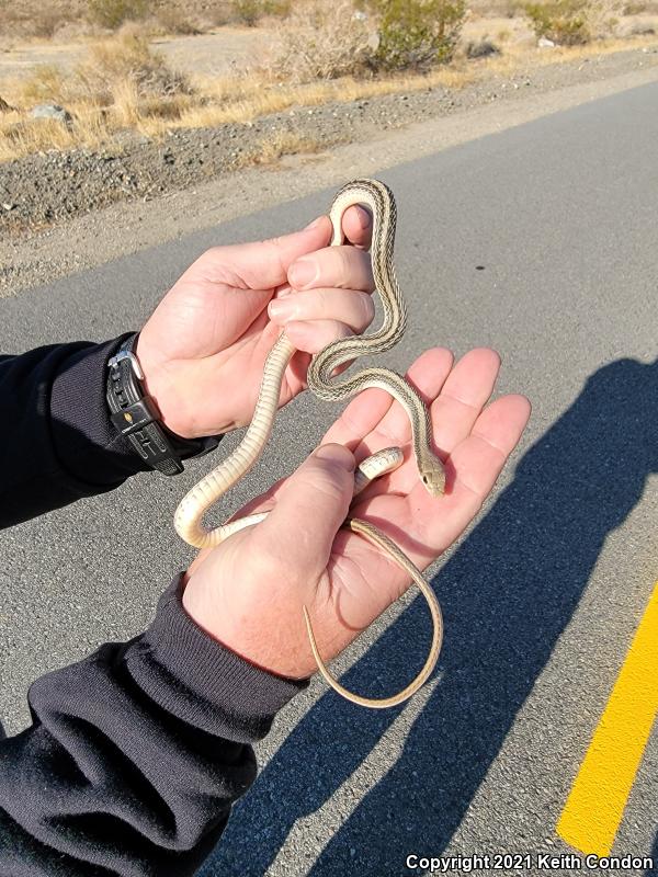 Mojave Patch-nosed Snake (Salvadora hexalepis mojavensis)