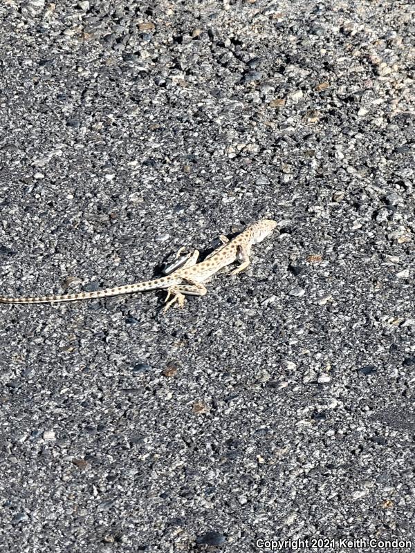 Longnose Leopard Lizard (Gambelia wislizenii)