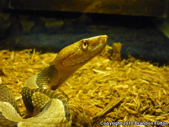 Southern Copperhead (Agkistrodon contortrix contortrix)