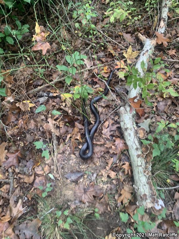 Black Ratsnake (Pantherophis obsoletus obsoletus)