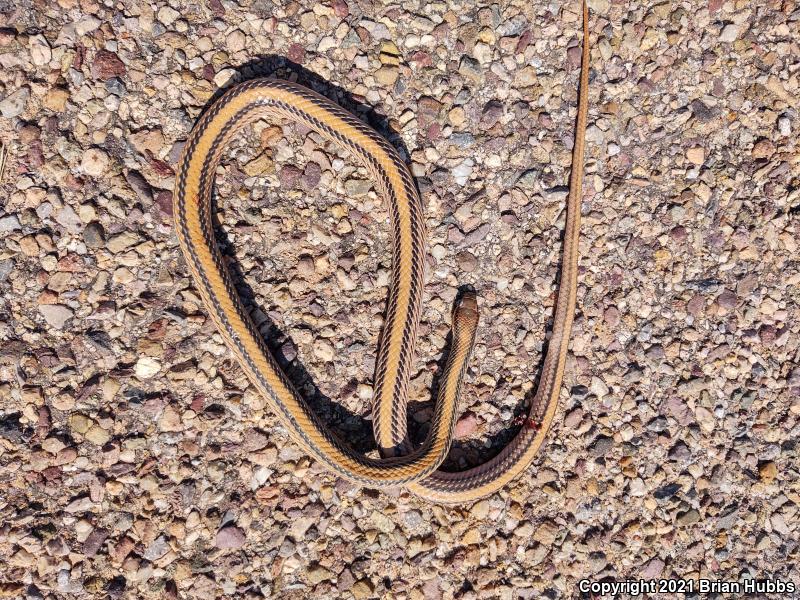 Big Bend Patch-nosed Snake (Salvadora hexalepis deserticola)