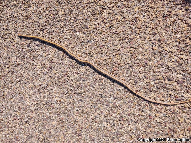 Big Bend Patch-nosed Snake (Salvadora hexalepis deserticola)