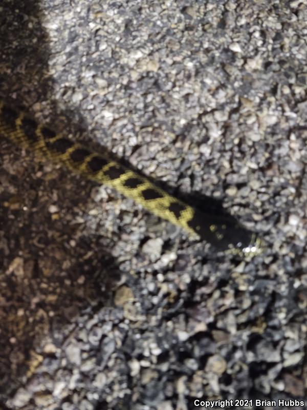 Desert Kingsnake (Lampropeltis getula splendida)