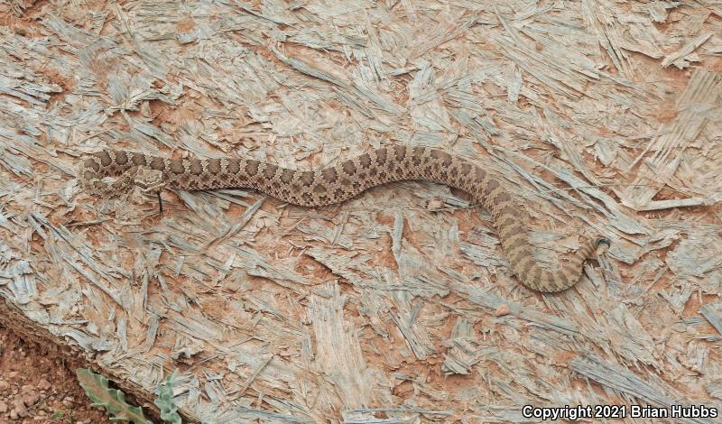 Prairie Rattlesnake (Crotalus viridis)