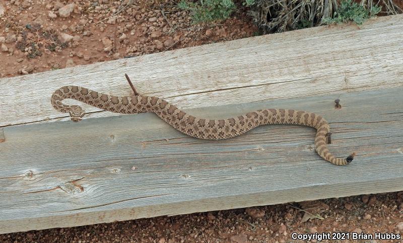 Prairie Rattlesnake (Crotalus viridis)