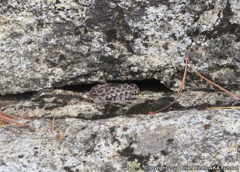 Southern Pacific Rattlesnake (Crotalus oreganus helleri)