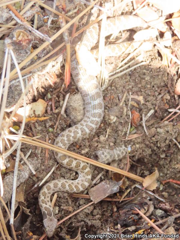 San Diego Nightsnake (Hypsiglena ochrorhyncha klauberi)