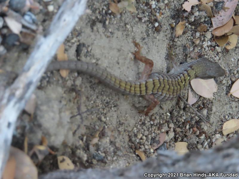 San Diego Alligator Lizard (Elgaria multicarinata webbii)