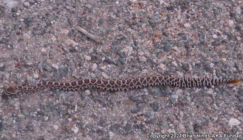 Southern Pacific Rattlesnake (Crotalus oreganus helleri)