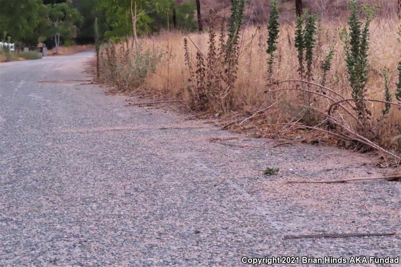 Southern Pacific Rattlesnake (Crotalus oreganus helleri)