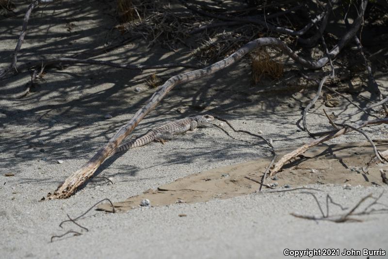 Northern Desert Iguana (Dipsosaurus dorsalis dorsalis)