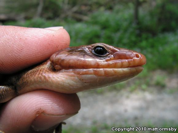 Broadhead Skink (Plestiodon laticeps)