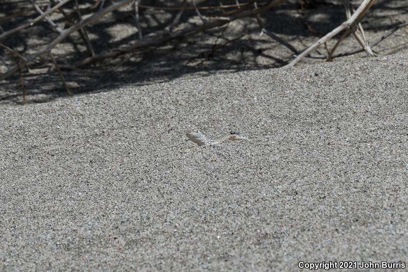 Western Zebra-tailed Lizard (Callisaurus draconoides rhodostictus)