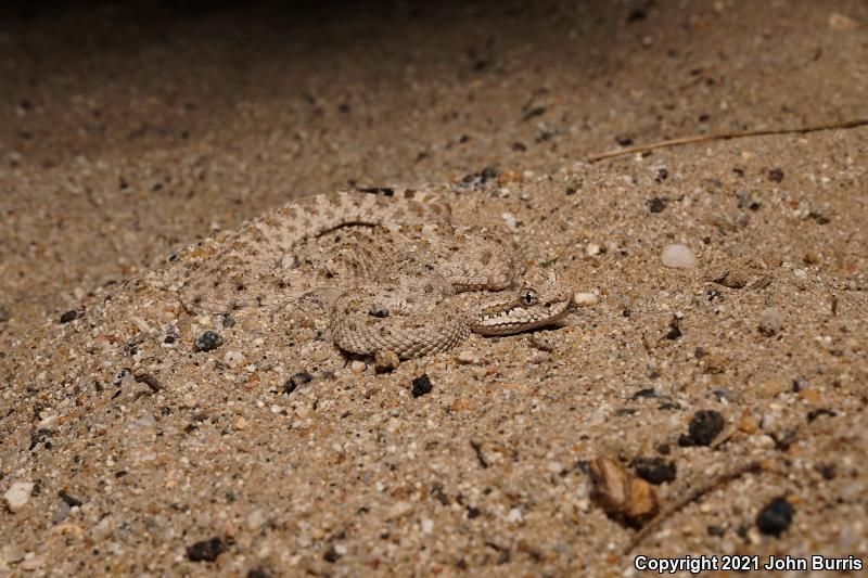 Colorado Desert Sidewinder (Crotalus cerastes laterorepens)