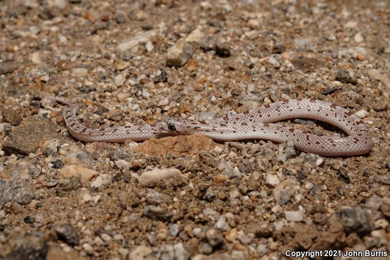 Spotted Leaf-nosed Snake (Phyllorhynchus decurtatus)