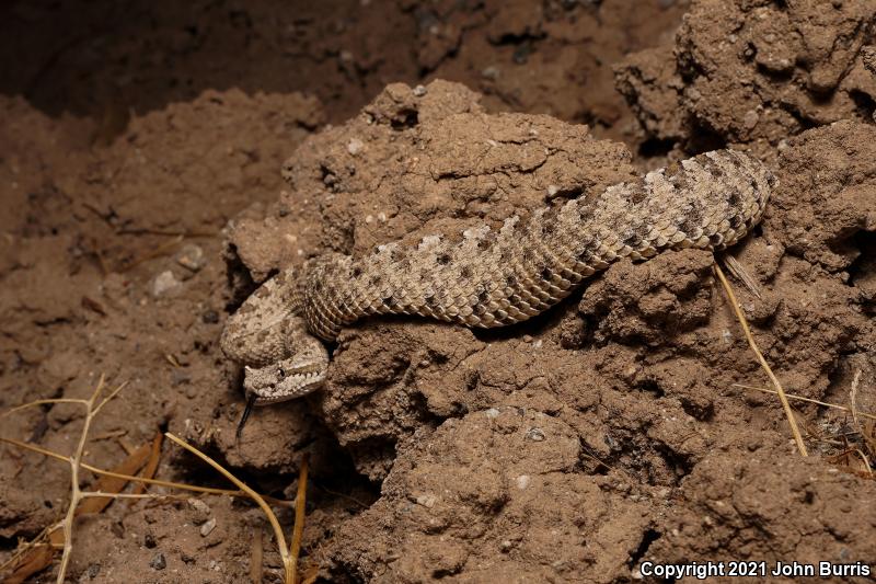 Colorado Desert Sidewinder (Crotalus cerastes laterorepens)