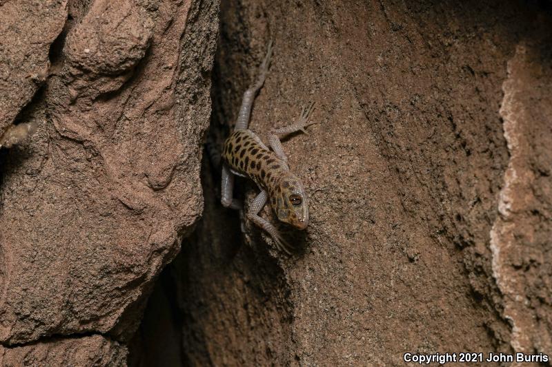 Sandstone Night Lizard (Xantusia gracilis)