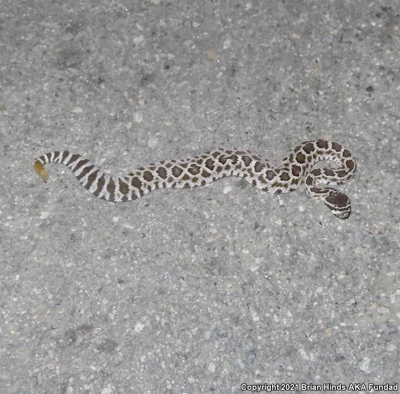 Southern Pacific Rattlesnake (Crotalus oreganus helleri)