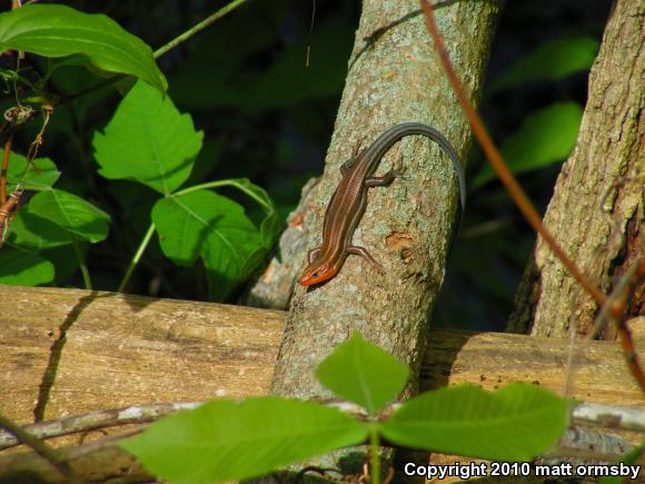 Broadhead Skink (Plestiodon laticeps)