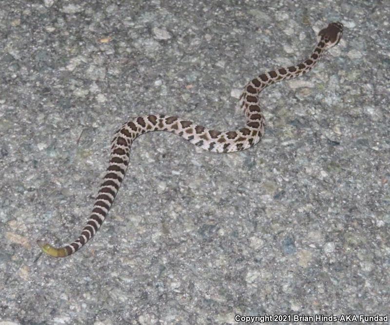 Southern Pacific Rattlesnake (Crotalus oreganus helleri)