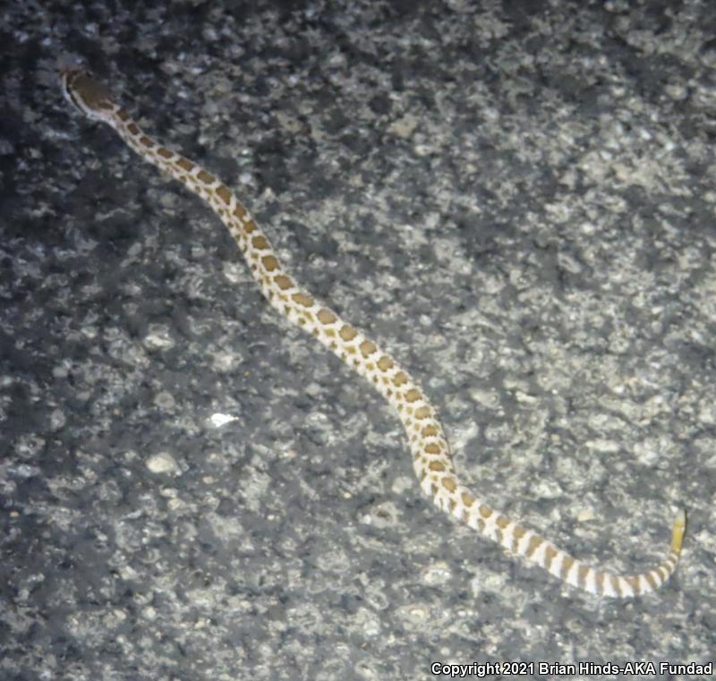 Southern Pacific Rattlesnake (Crotalus oreganus helleri)