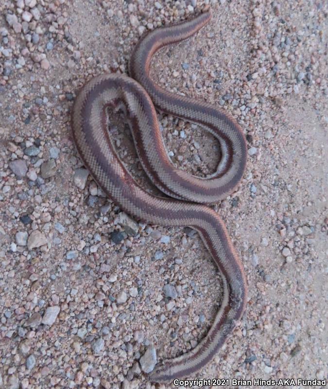 Desert Rosy Boa (Lichanura trivirgata gracia)