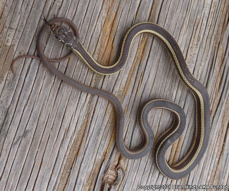 Desert Striped Whipsnake (Coluber taeniatus taeniatus)