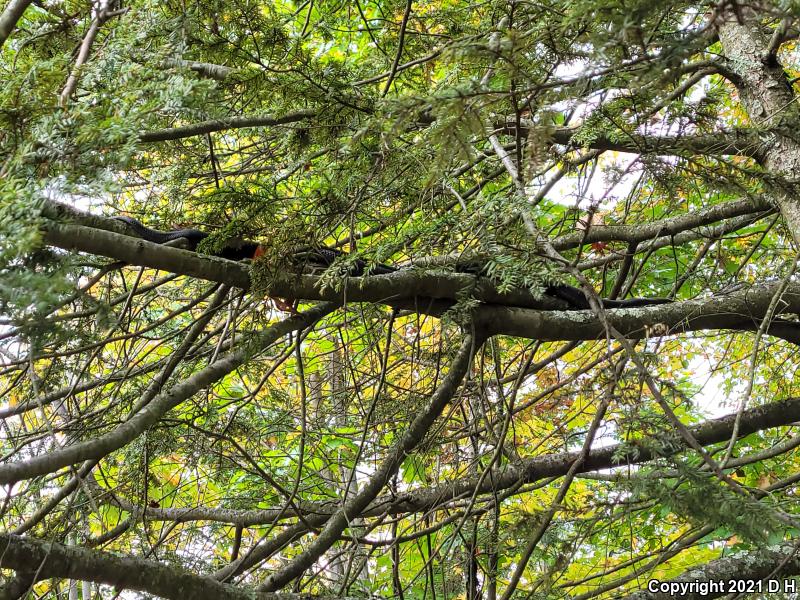 Black Ratsnake (Pantherophis obsoletus obsoletus)