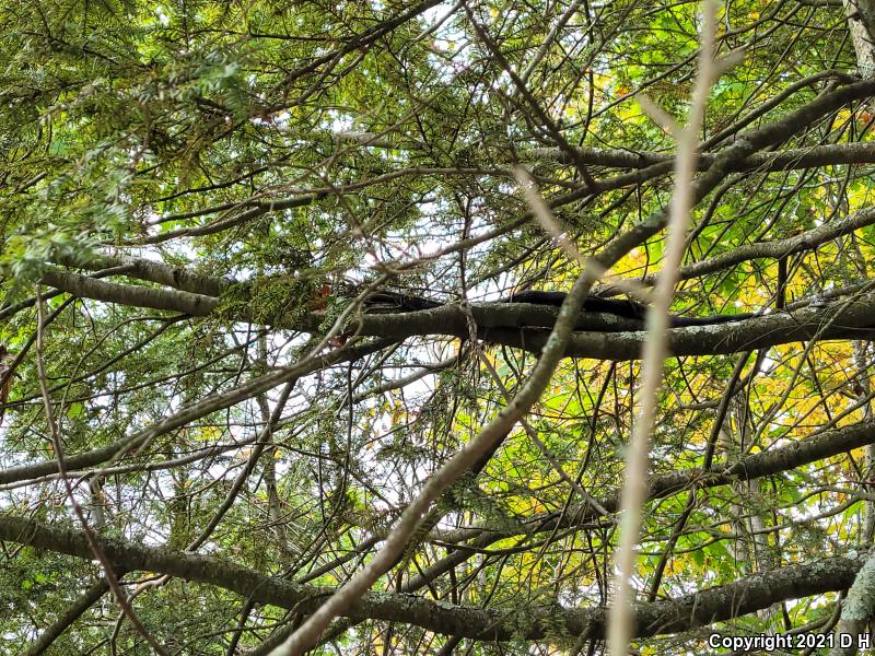 Black Ratsnake (Pantherophis obsoletus obsoletus)