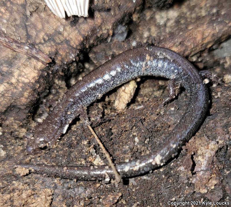 Eastern Red-backed Salamander (Plethodon cinereus)