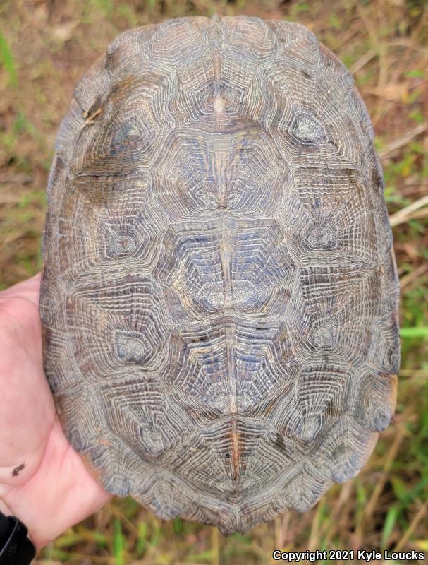 Wood Turtle (Glyptemys insculpta)