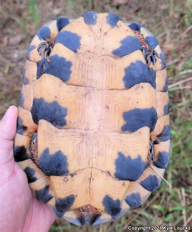 Wood Turtle (Glyptemys insculpta)