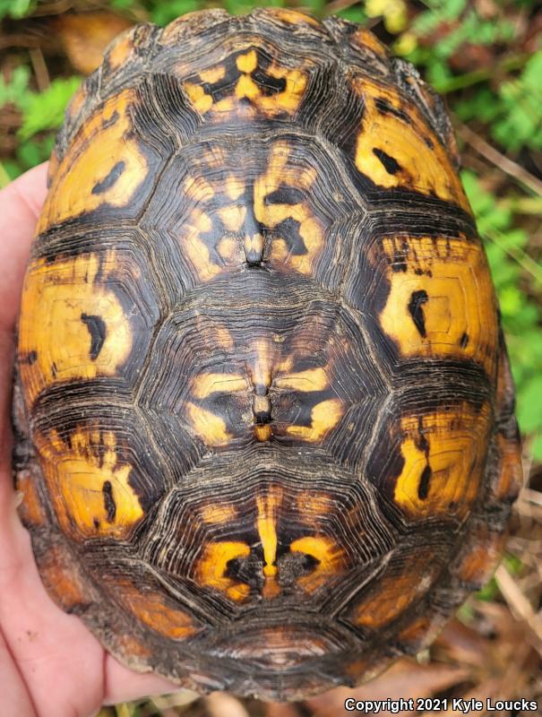 Eastern Box Turtle (Terrapene carolina carolina)